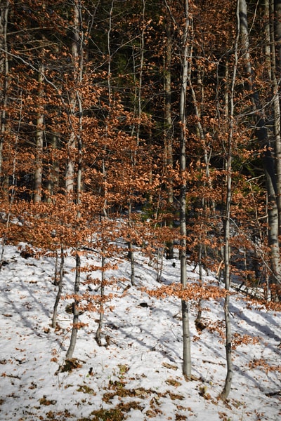 白天，积雪覆盖的地面上长着棕色的树